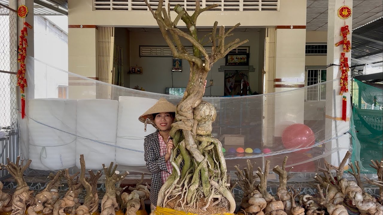 Siêu phẩm phôi hoa giấy mỹ siêu to khổng lồ và nhiều cây đẹp giao lưu bao ship☎0939421599 Hương Đoàn