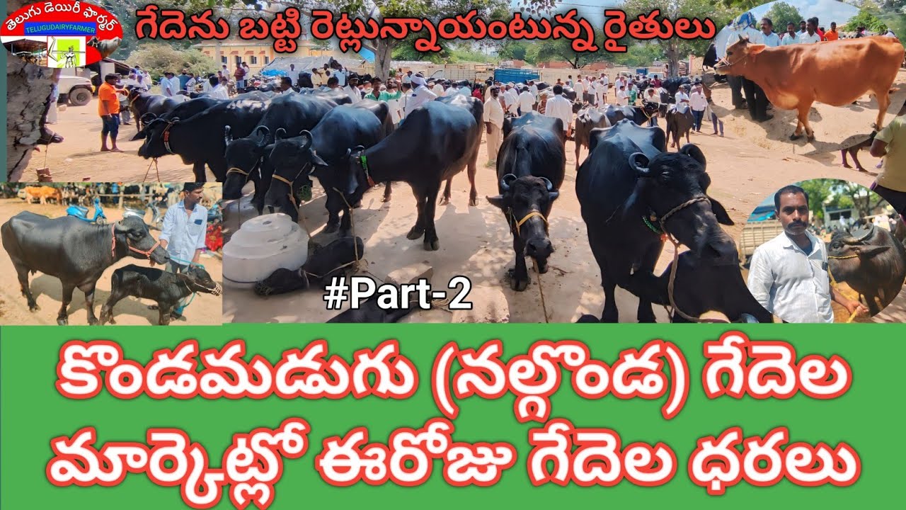 కొండమడుగు గేదెల సంత || kondamadugu buffalo market latest 
