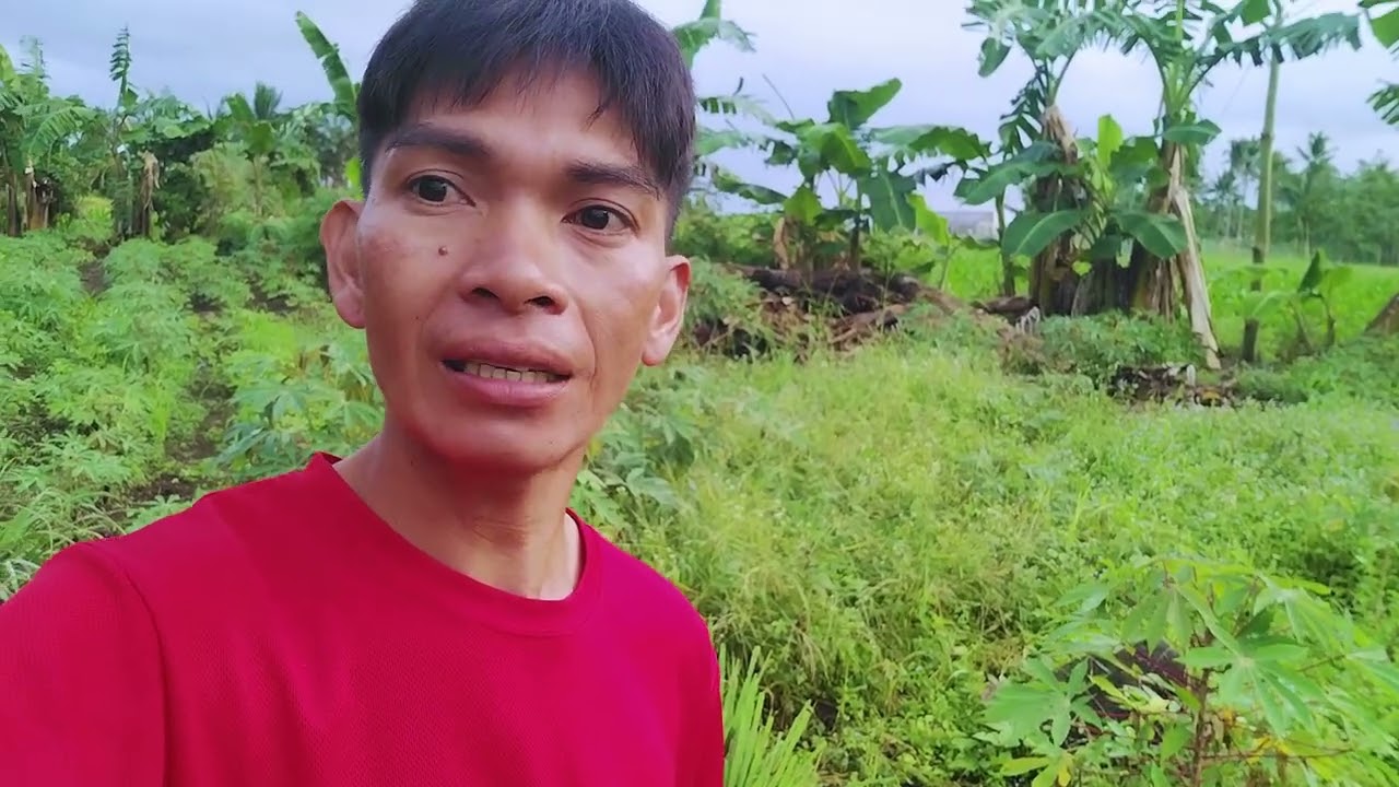 Gumanda na ang mga tanim ulit 