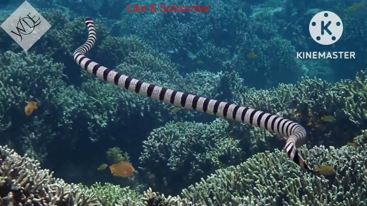 Wildlife Sea Snake Video