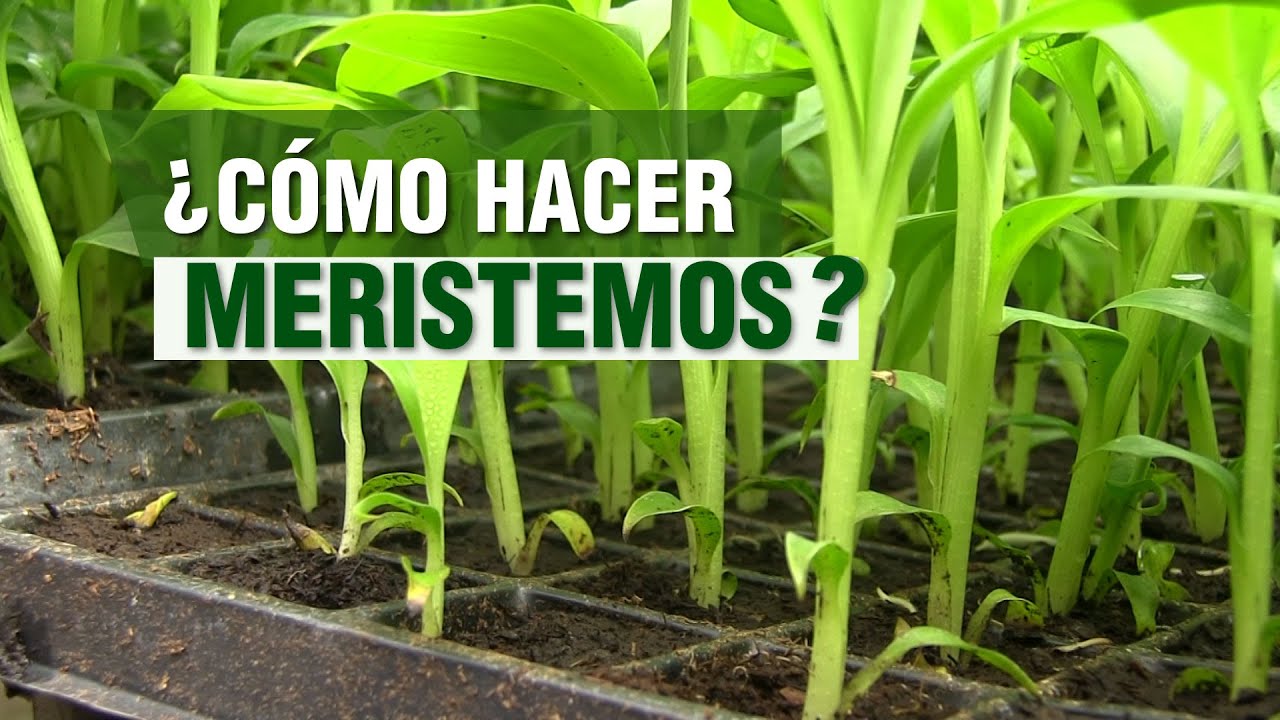 ¿Cómo hacer MERISTEMOS? Banano y Plátano