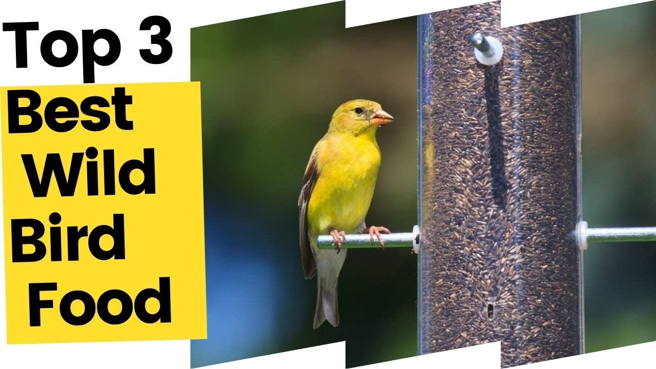 Best Wild Bird Food for Your Backyard Birds in 2023