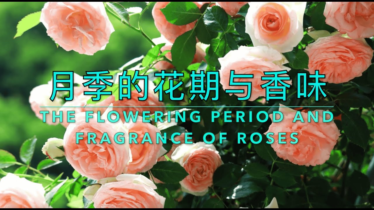为什么月季越勤花，反而越不香？｜Why Do Roses That Bloom More Often Smell Less Fragrant?
