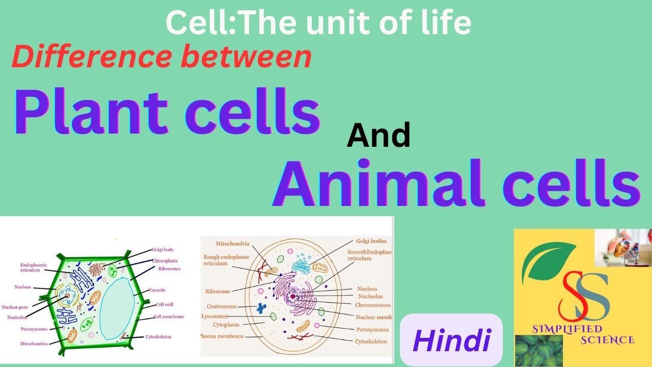 Difference between Plant and Animal cell //cell : The basic Unit of Life.class 11,in Hindi