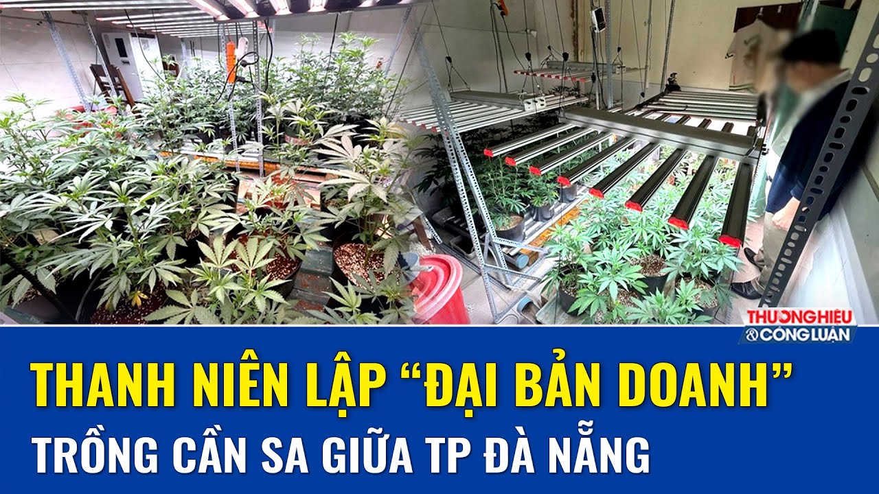 Công an thành phố Đà Nẵng triệt phá “đại bản doanh” trồng và tiêu thụ cần sa quy mô lớn