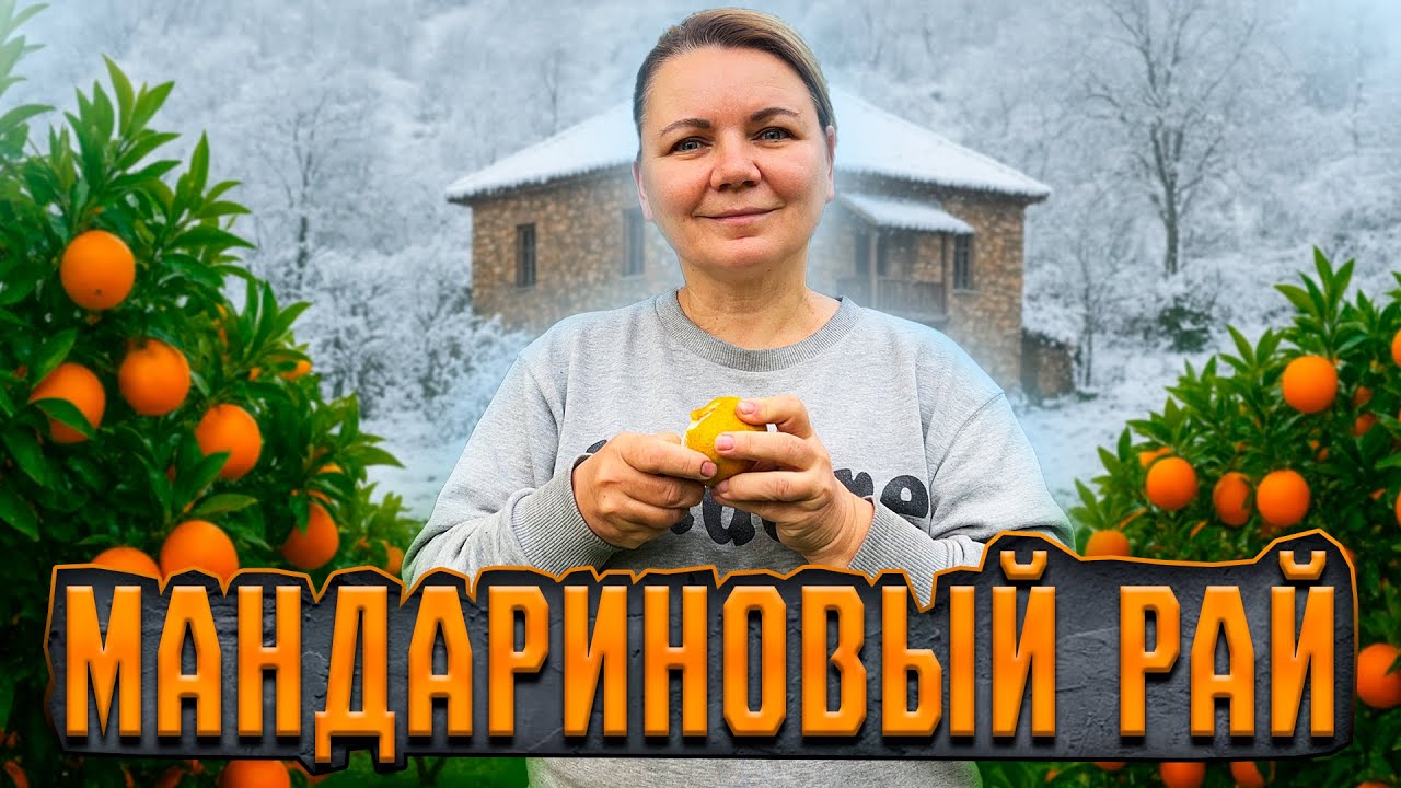 Богатство или нищета мандаринового бизнеса в Грузии.