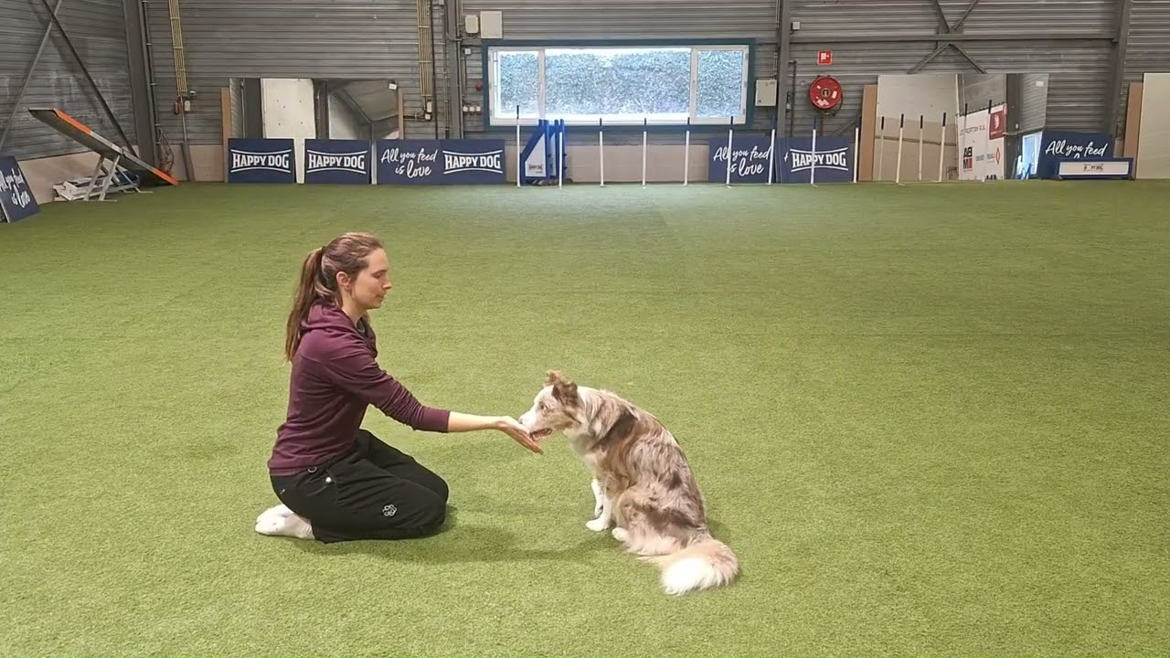 Level 1 Trick Award Kristine Goossens & Border Collie Sia