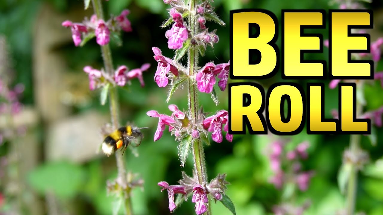 Slow TV – Bee Roll (*Other Pollinators Available)