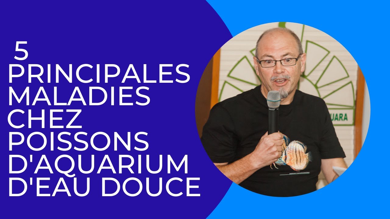 5 principales maladies chez nos poissons d'aquarium d'eau douce