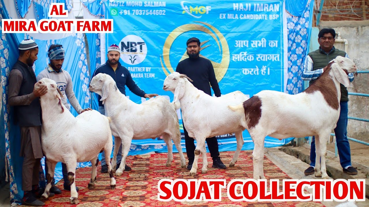 Heaviest Sojat Goat's Ka Collection At Al Mira Goat Farm