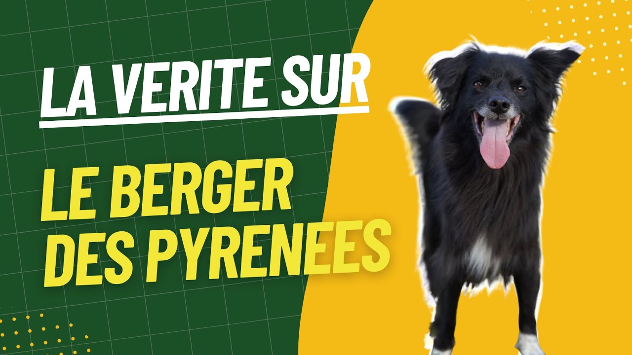 Tout savoir sur le berger des Pyrénées : caractéristiques et éducation 🐾📖