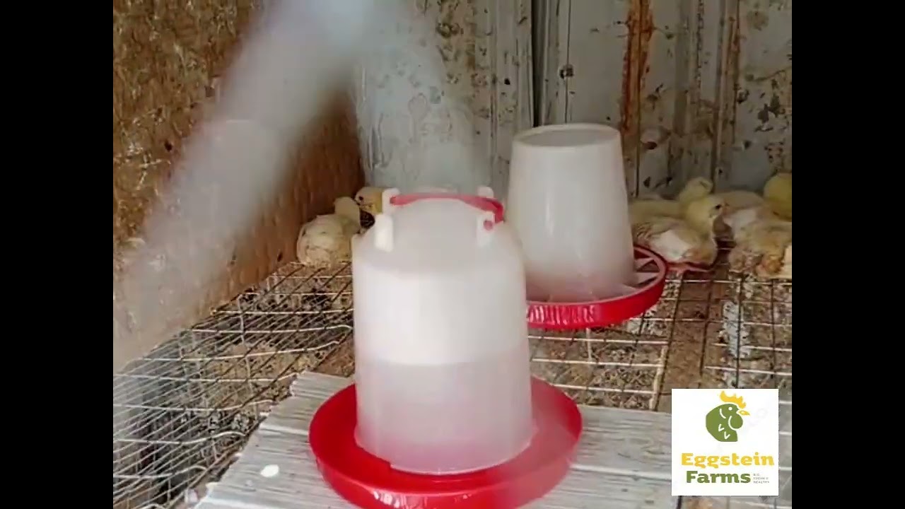WEEK 2: Low cost Farming Broiler Update (Day 8–14) | Lessons Learned, Losses & Management Tips