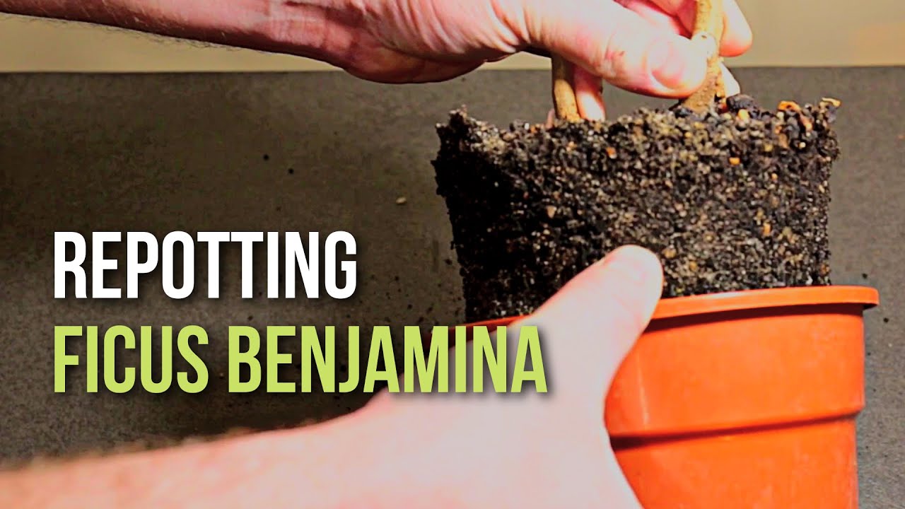 Repotting Ficus benjamina clump style