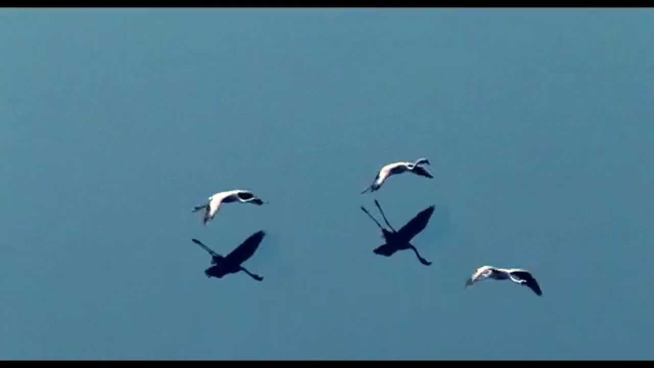 The Cinematic Orchestra - Arrival of the Birds