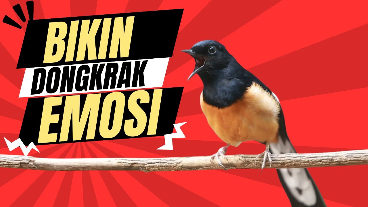 MURAI BATU GACOR  PANCINGAN MAUT MERANGSANG EMOSI MURAI BATU AGAR GACOR BONGKAR ISIAN