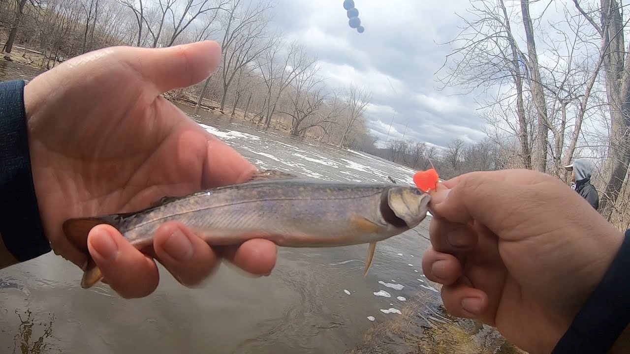 Unlimited Brook trout (Milwaukee river)