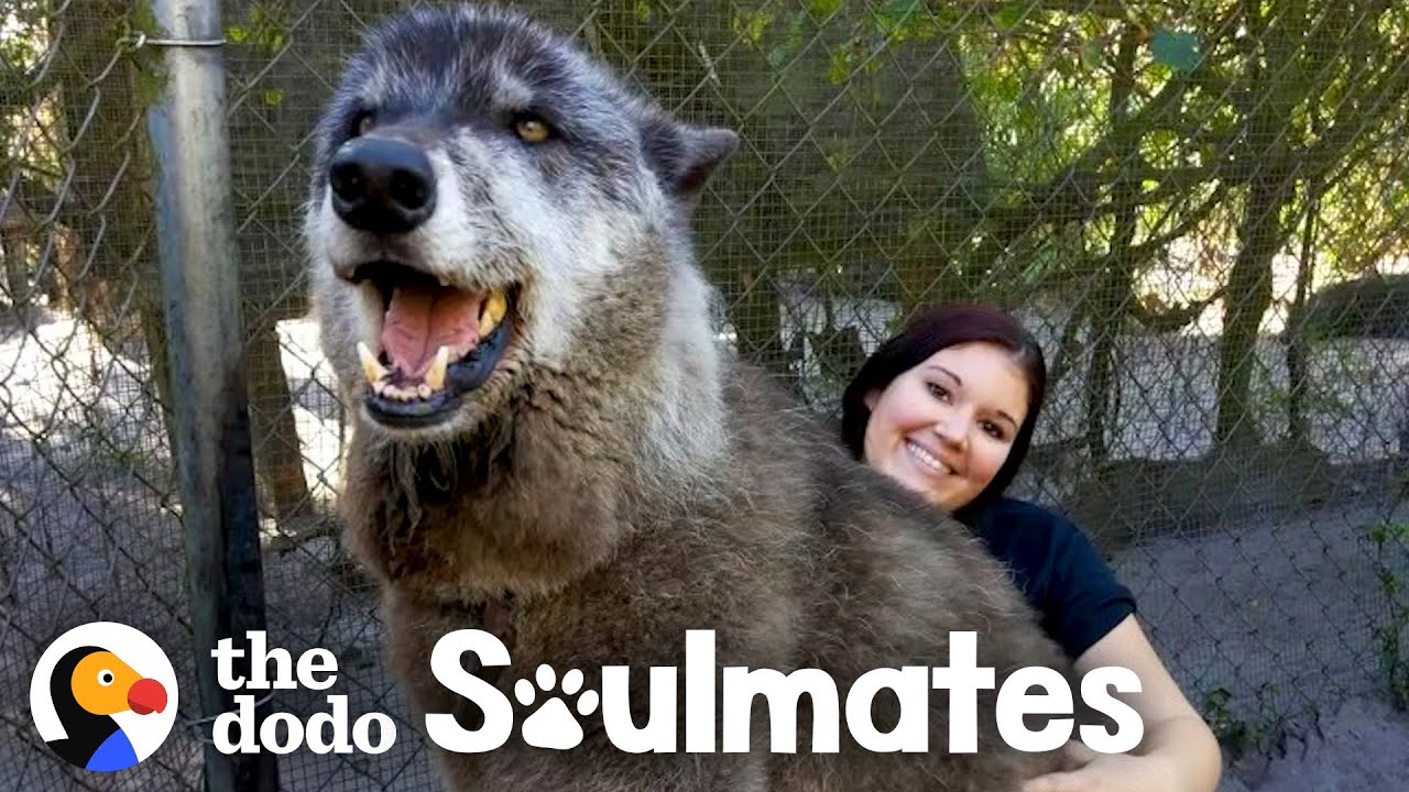 Wolf Dog Who Growls At Everyone Else Snuggles With His Best Friend | The Dodo Soulmates