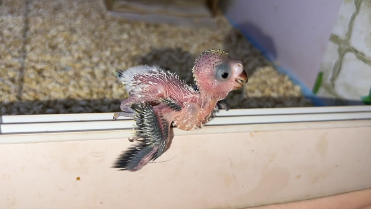 零天手养鹦鹉小伙子26-28天：没毛但是很快乐，发型很帅，但就是喂不饱【一只小皮皮呀】