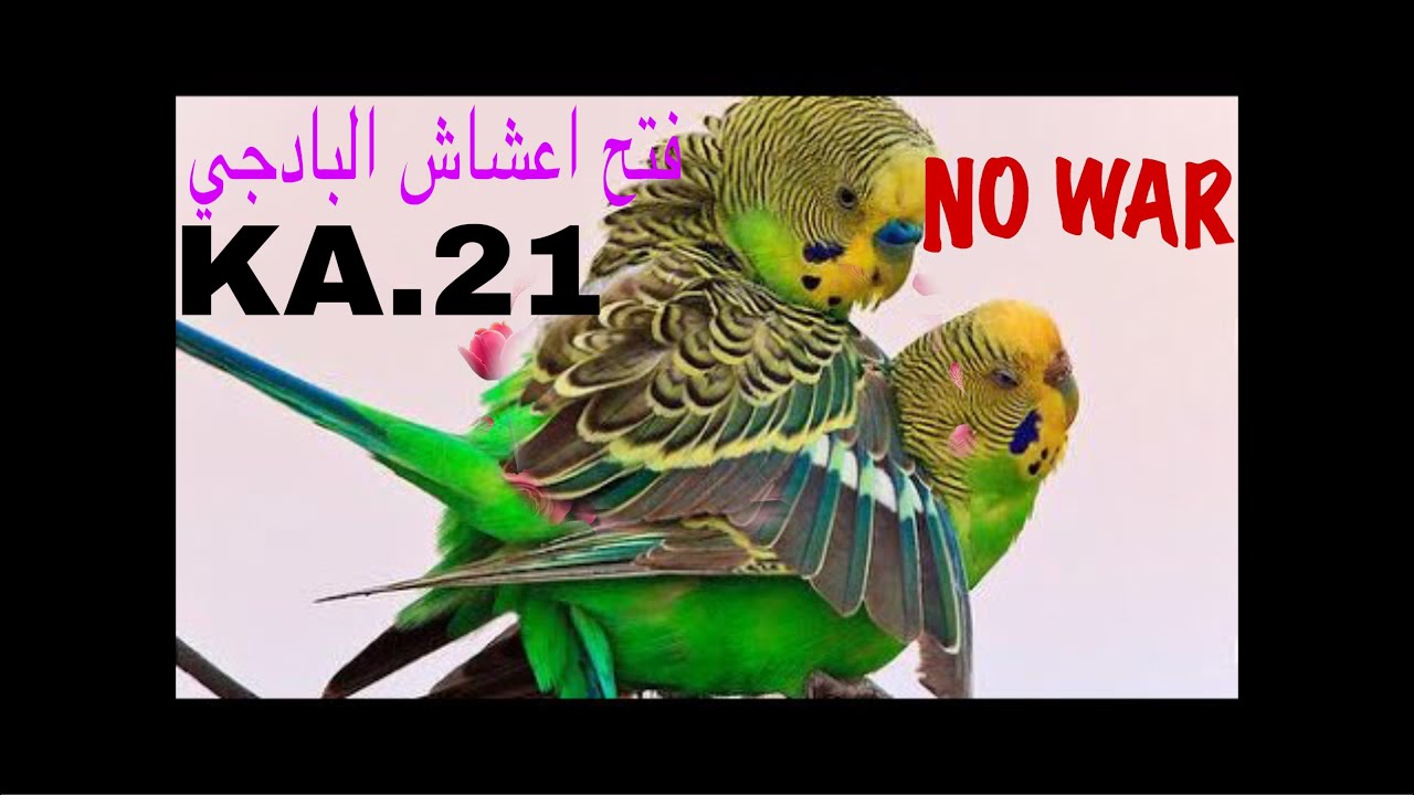 فتح اعشاش البادجي الهكورمو@2022