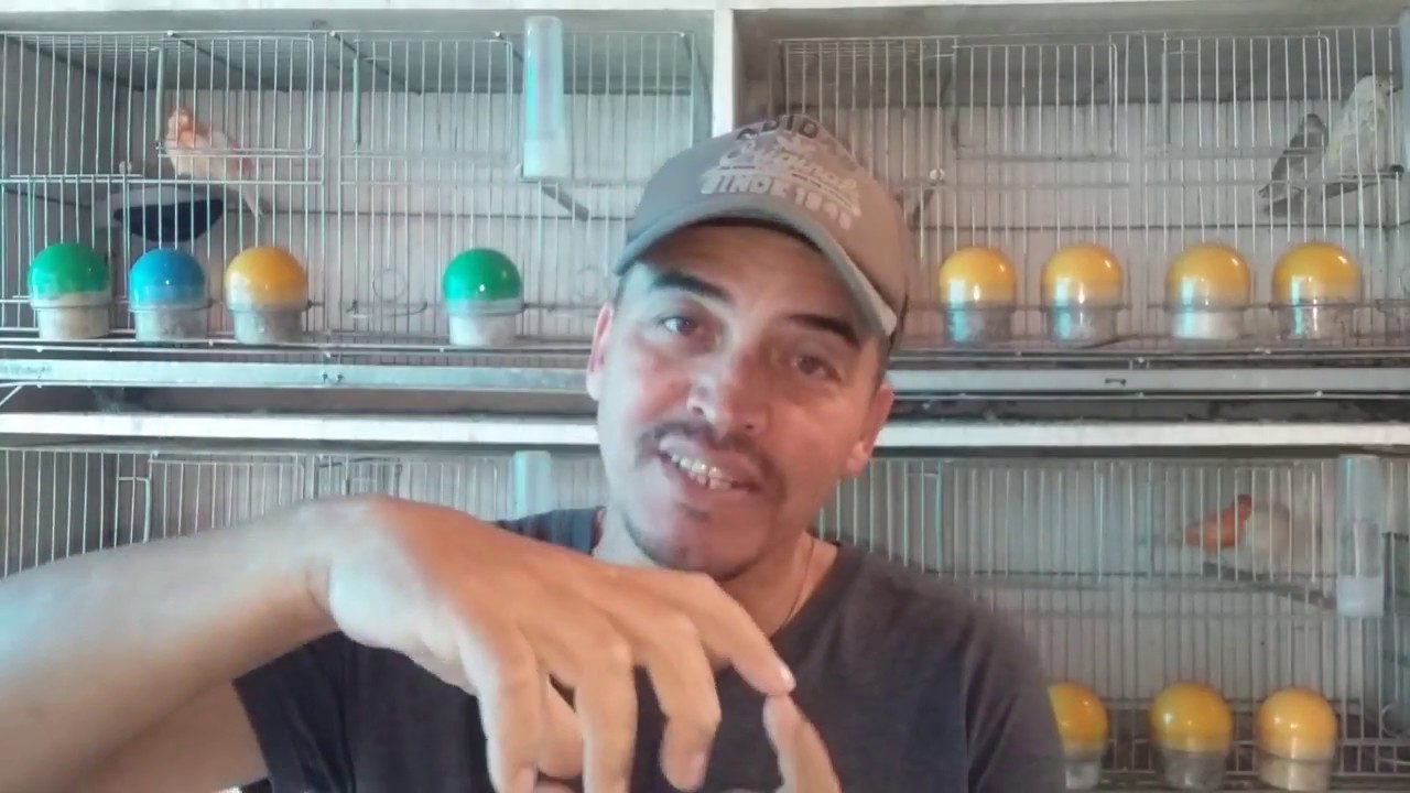 Quais alimentos devemos fornecer para os filhotes de canários belgas !!! - Canaril do Alemão