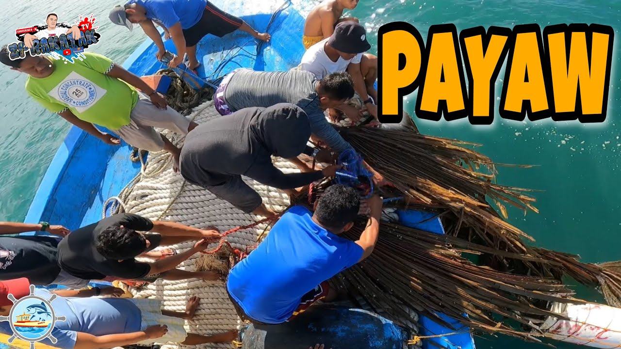 PAANO MAG HARVEST NG ISDA SA PAYAW ​⁠​⁠@sprakataktv9616
