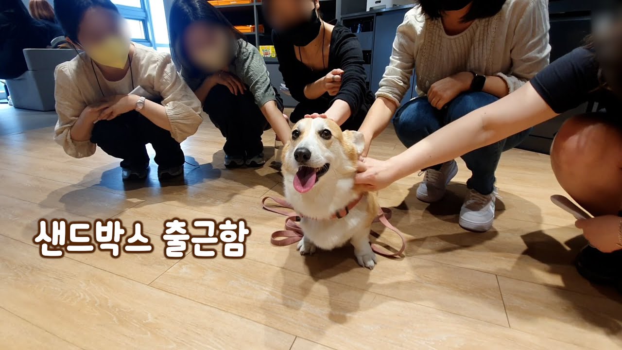 회사에 처음으로 강아지를 데려갔더니 난리가 났어요!ㅋㅋㅋ