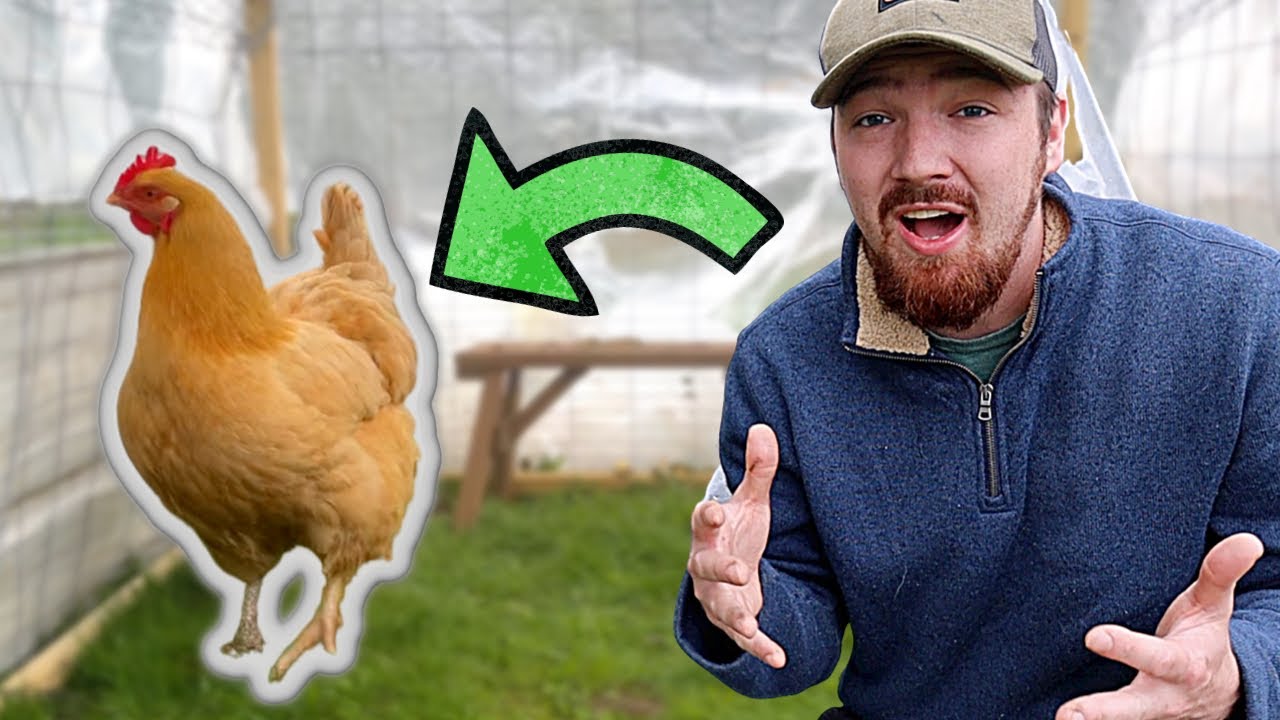 We Locked A Chicken Up for 24 Hours...