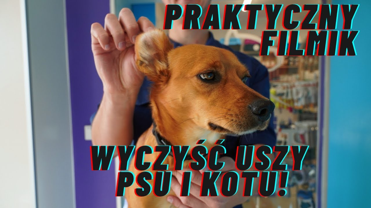 JAK DOBRZE WYCZYŚCIĆ USZY PSU I KOTU - 3 SPRAWDZONE METODY