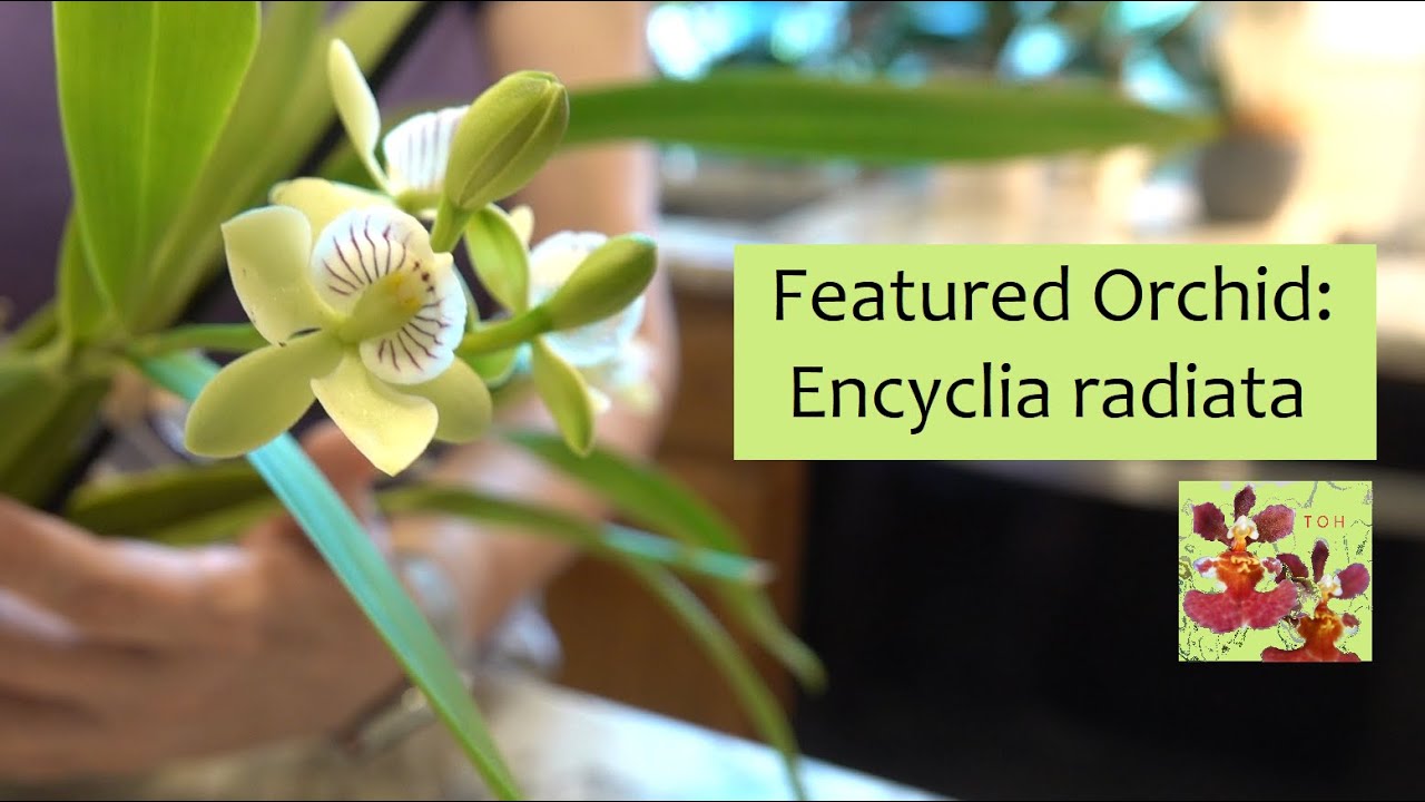 Featured Orchid: Encyclia (Prosthechea) radiata | Easy to Grow Species Orchid | Fragrant Orchid!