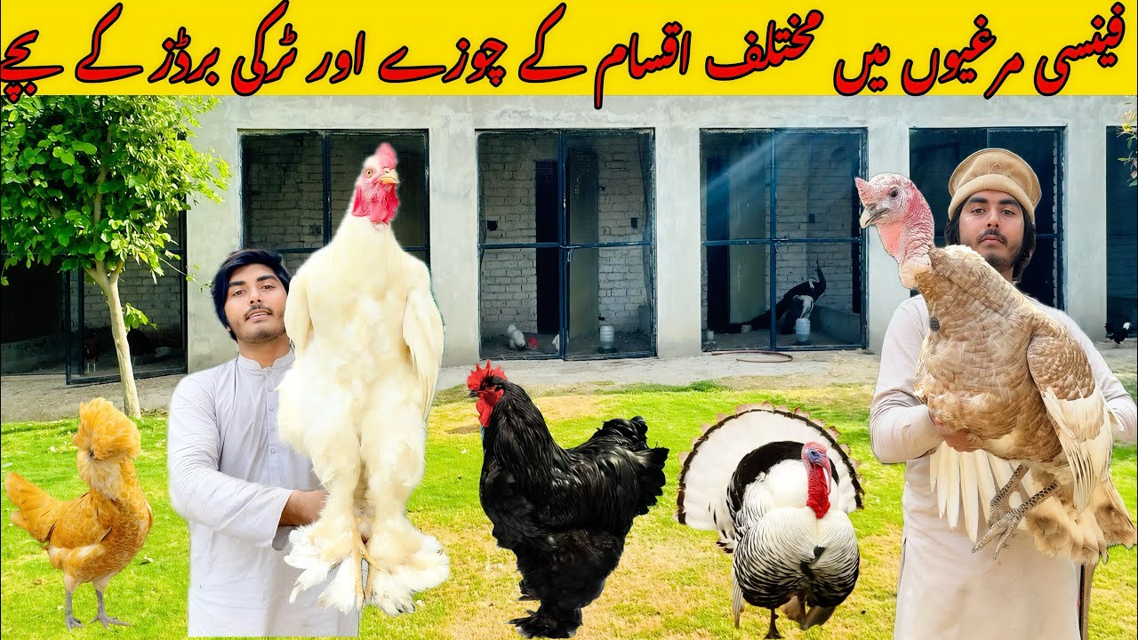 Fancy hen day 1 to 3 month chicks & Turkey bird chicks seasons 2025 & 2026