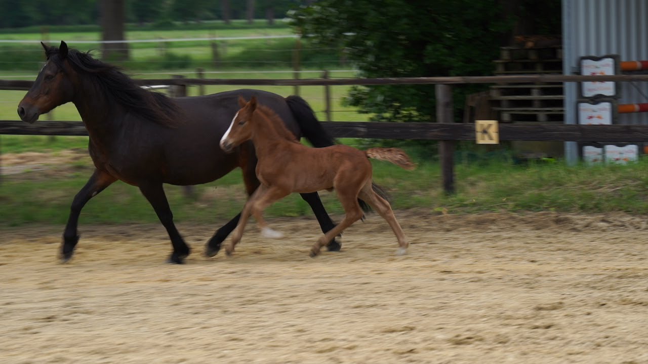 Connemara Colt Foal 'Hohnhorst Sherwyn'