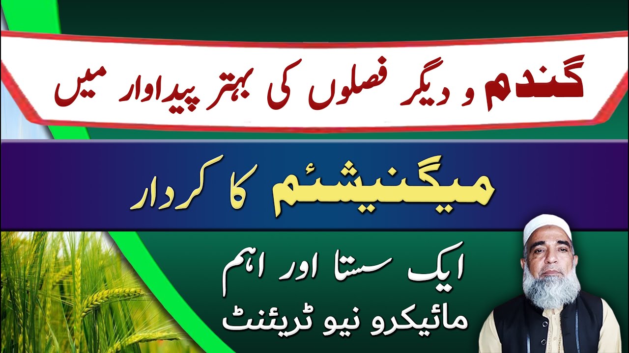 Importance and Role of Magnesium in Field crops Production || Crop Reformer