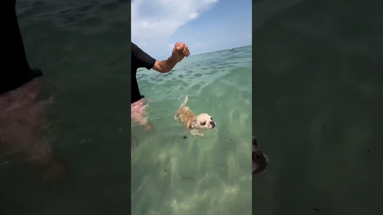 UNA MEDUSA L&rsquo;HA PUNTO? 😱🪼