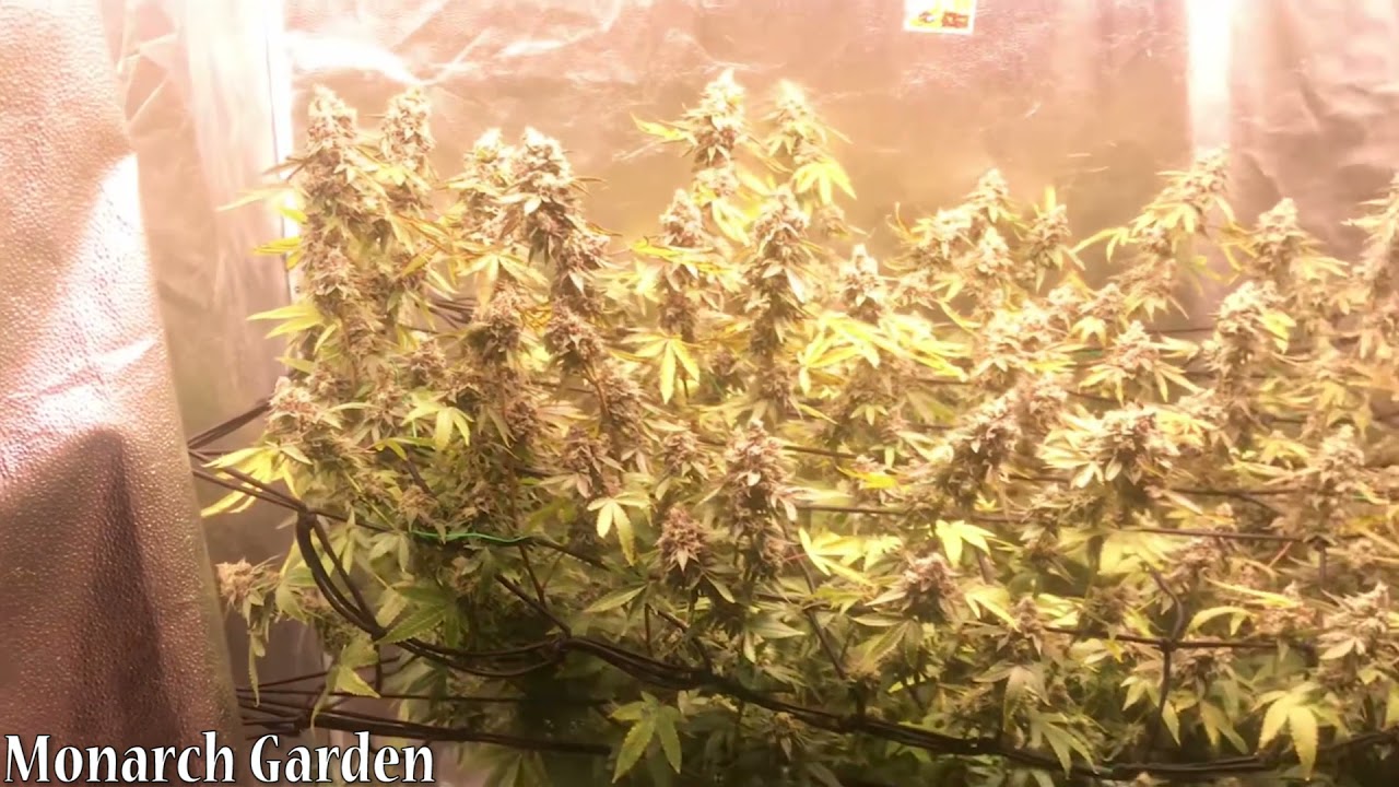 1 Massive Plant Filling Whole Tent - Slim 320H Optic Led