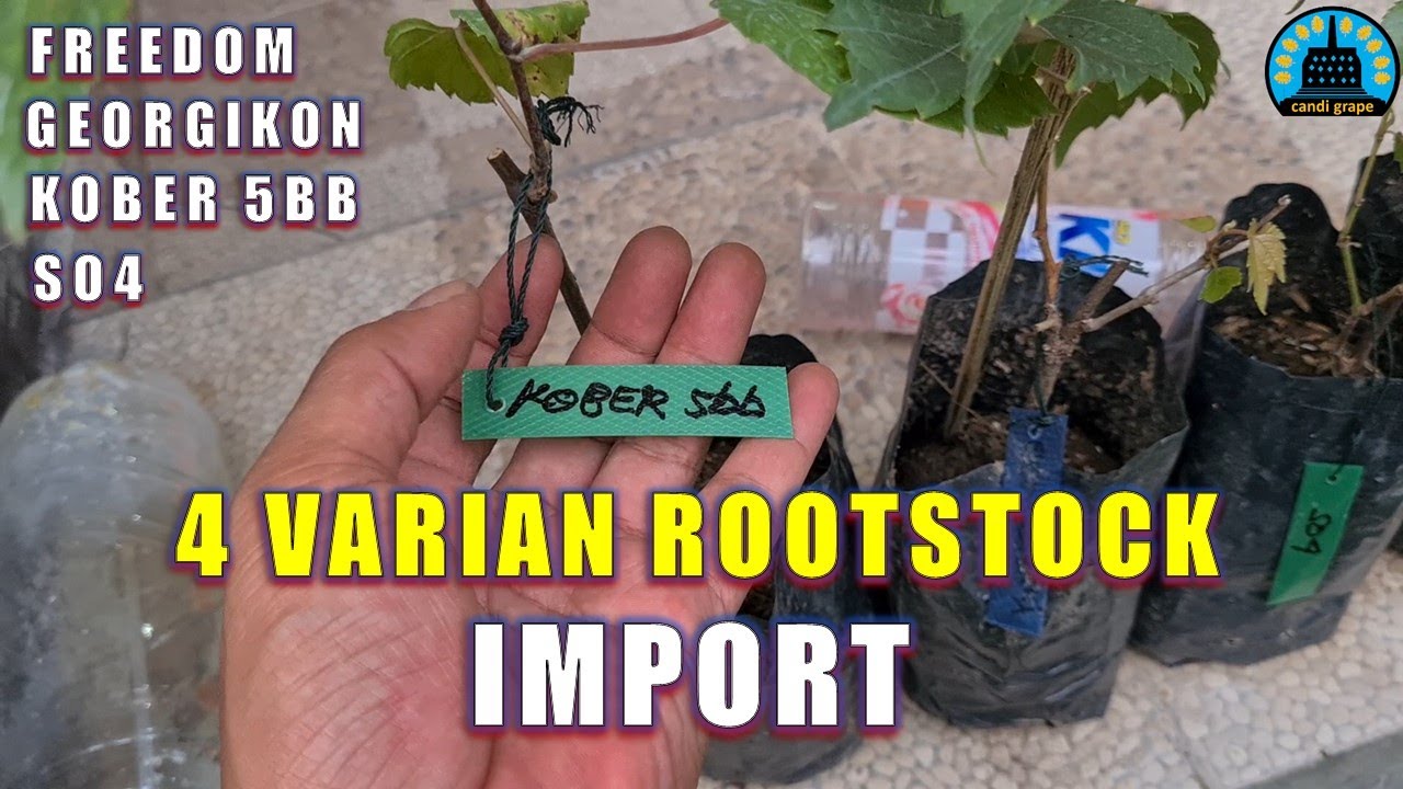 VARIAN ROOTSTOCK ANGGUR IMPORT SO4, KOBER 5BB, FREEDOM, GEORGIKON