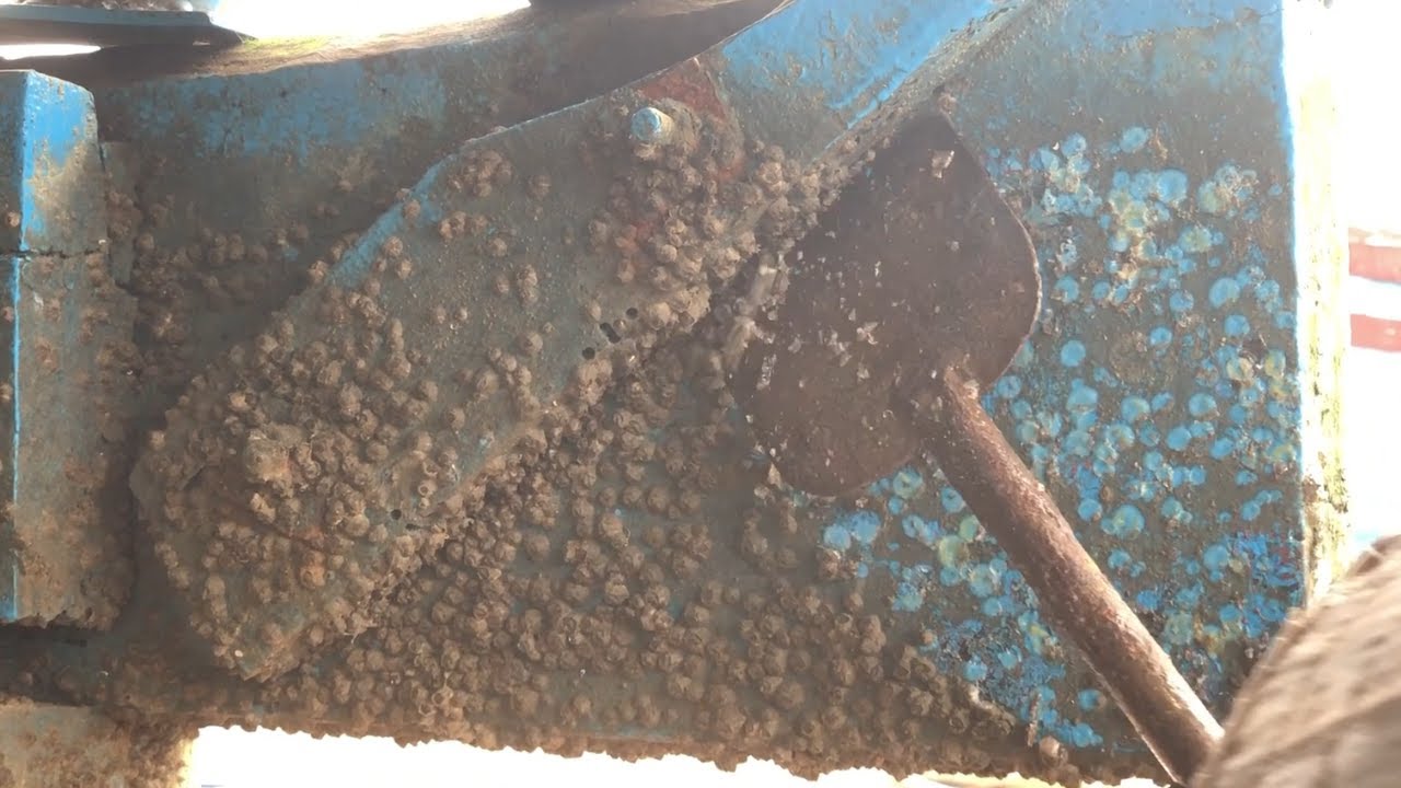 Barnacle Removal From Ships And Boats 😱