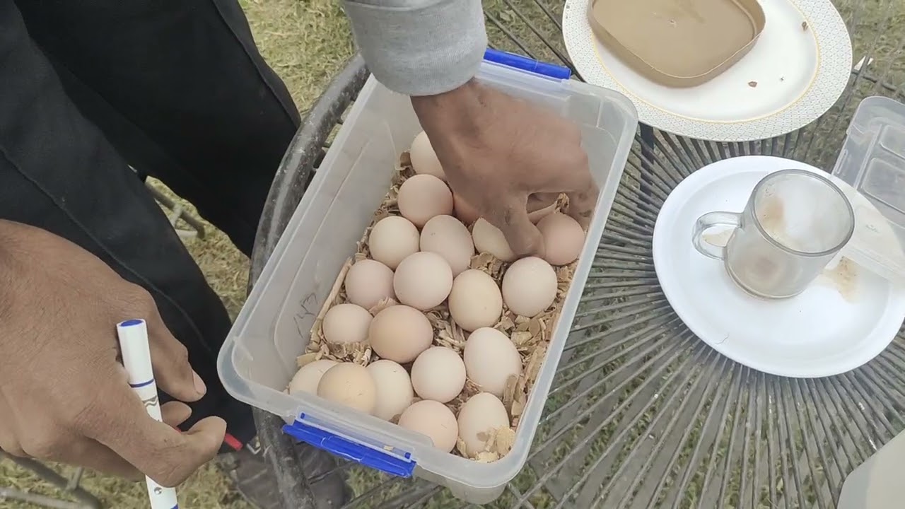 مرغی کڑک ہو گئی | Natural Brooding | Hen Hatching Eggs | Aseel | Asil Hen | 