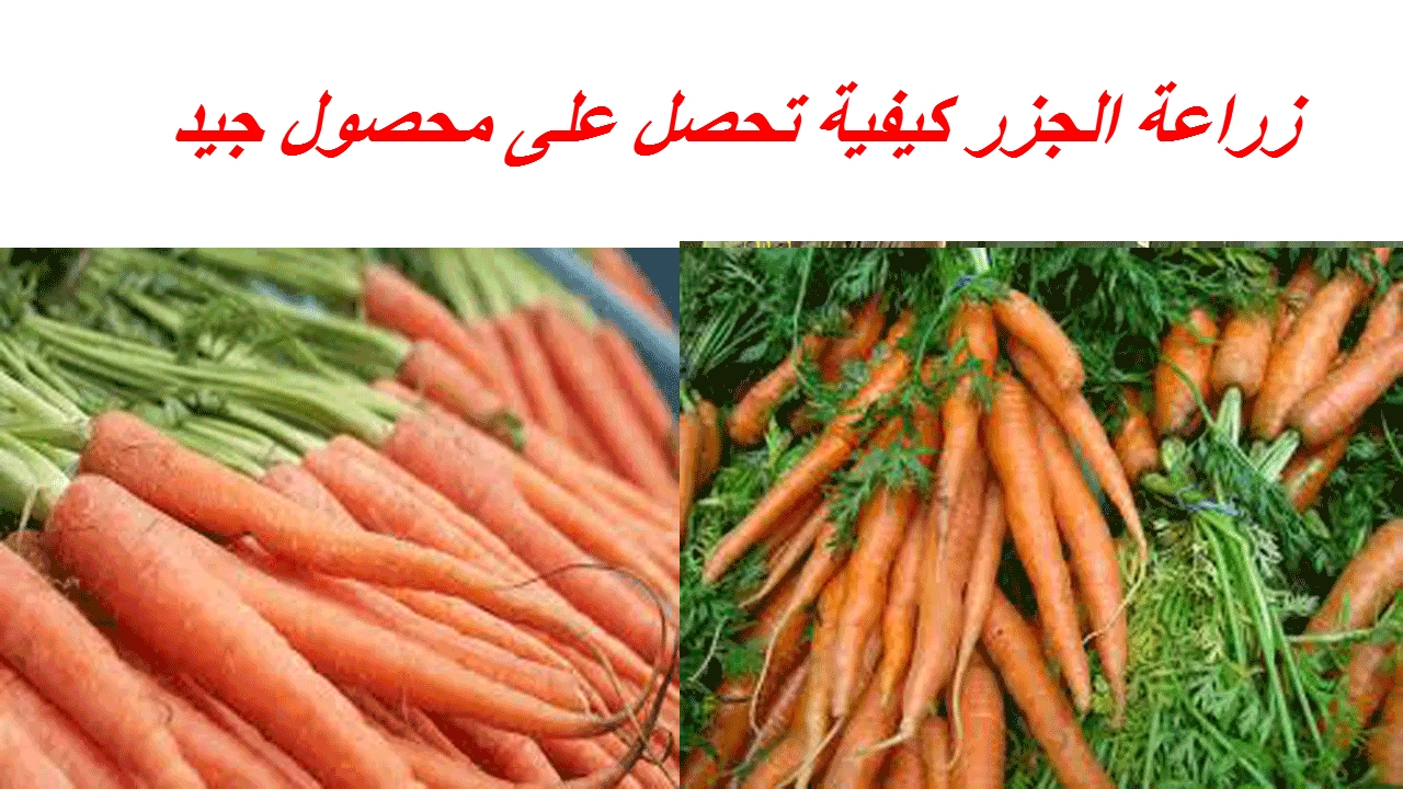 زراعة الجزر كيفية تحصل على محصول جيد خالى من العيوب ومشاكل الجذور