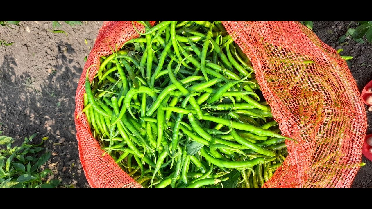 Syngenta Chilli 5531 Variety मिरची 5531 वरायटी #Indianfarming