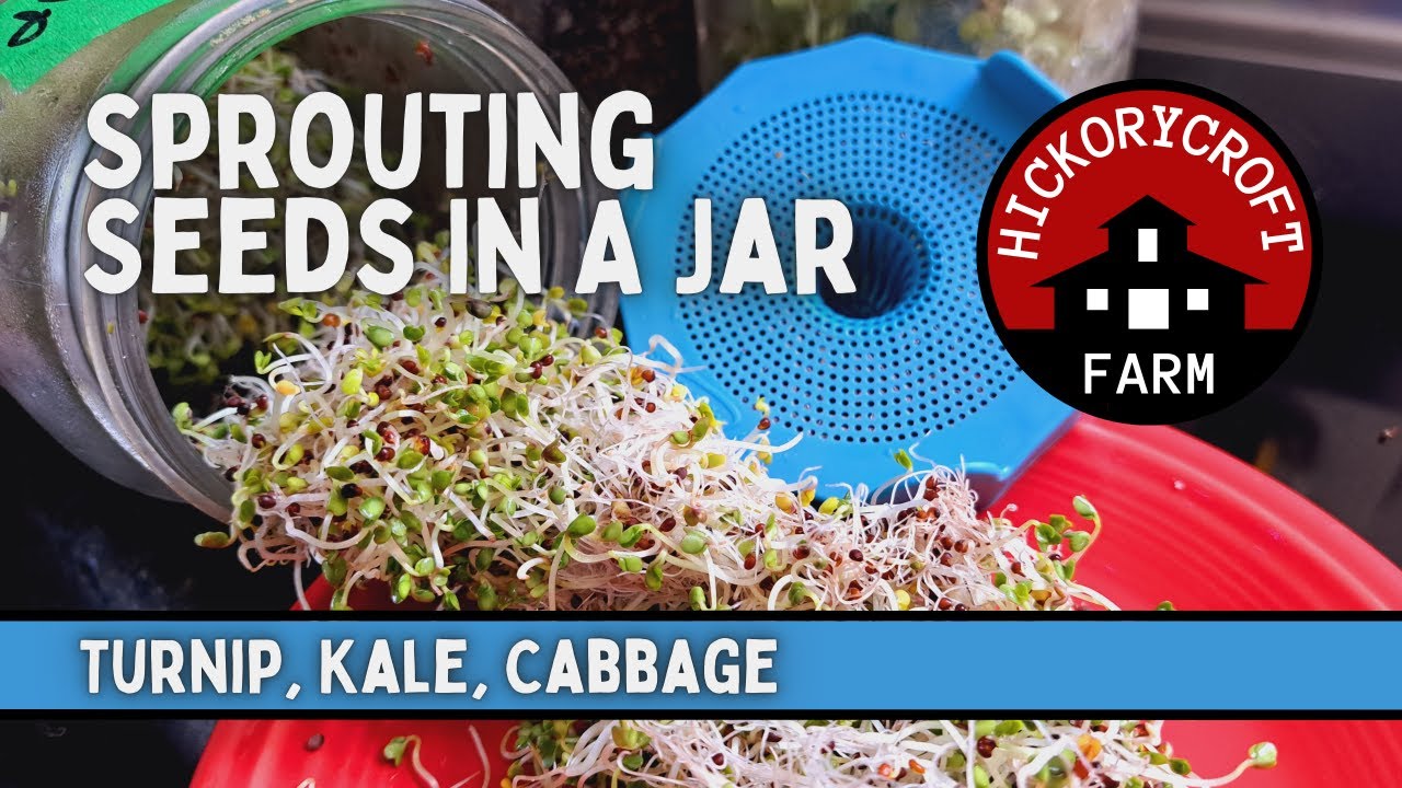 Sprouting Seeds In A Jar (And An  Easy Way To Save Seeds For Sprouting)