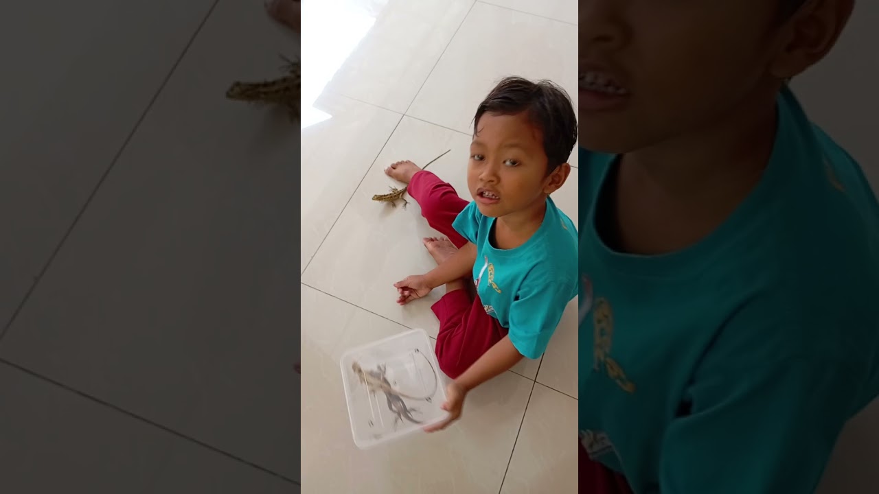 melatih bunglon aduan katanya