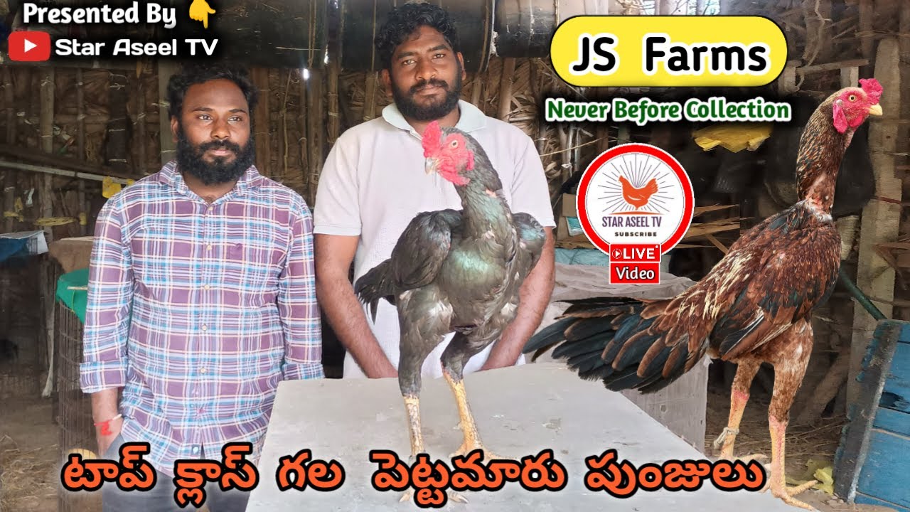 JS Farms Nellore||Top Class Pettamaru Punjulu||8143504691||9 పుంజులు అమ్మబడును||#StarAseelTV..!