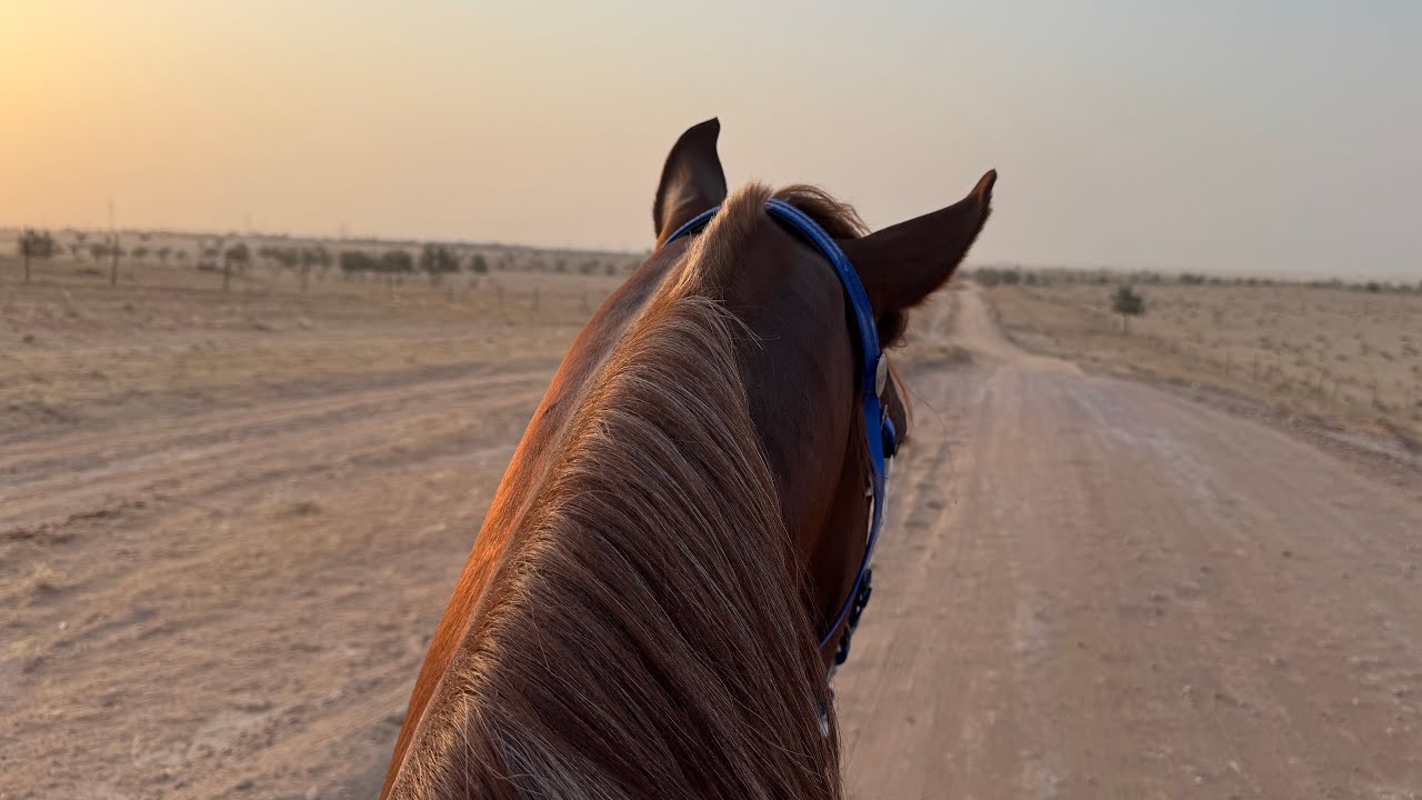 ٢ || ركوب أوّل الصبح -وحداني- 🐎☀️