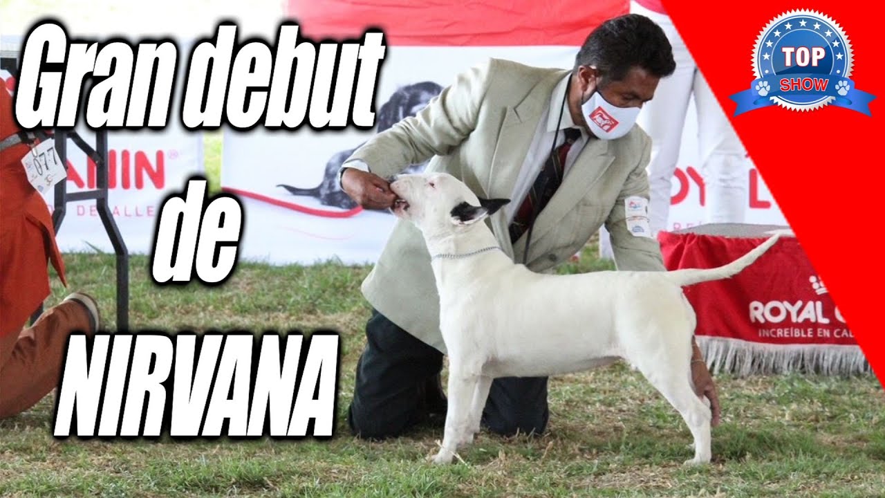 BULL TERRIER INGLÉS 