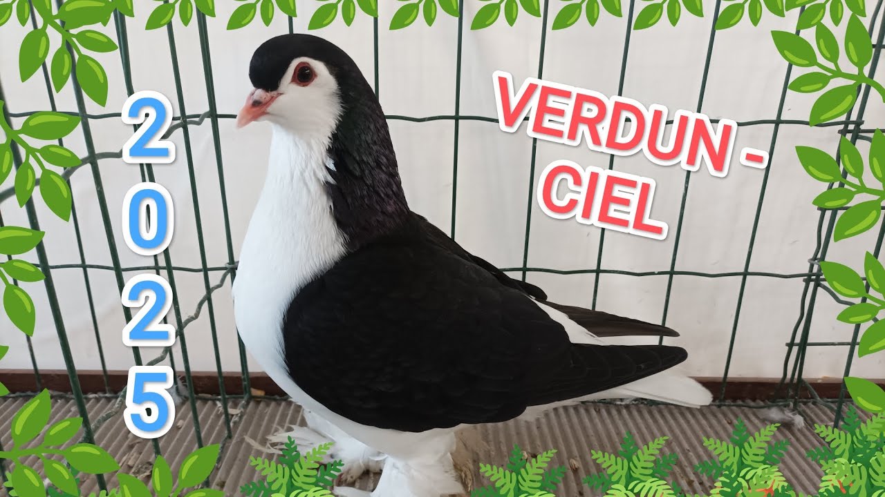 Exposition avicole de Verdun-Ciel les 22 & 23 novembre 2025. Championnat de France du Lahore, ...