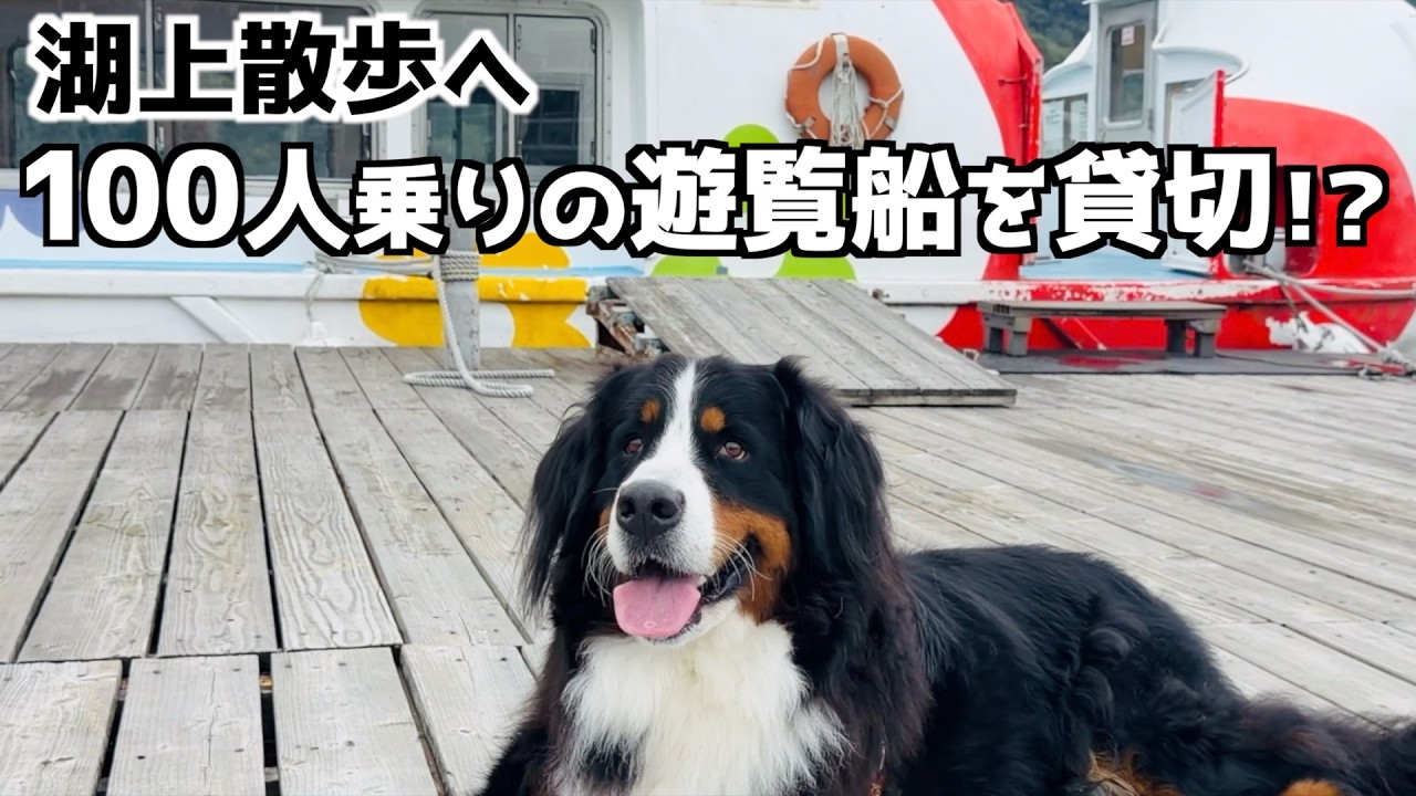 バーニーズマウンテンドッグ🐾相模湖で初めての体験🚢