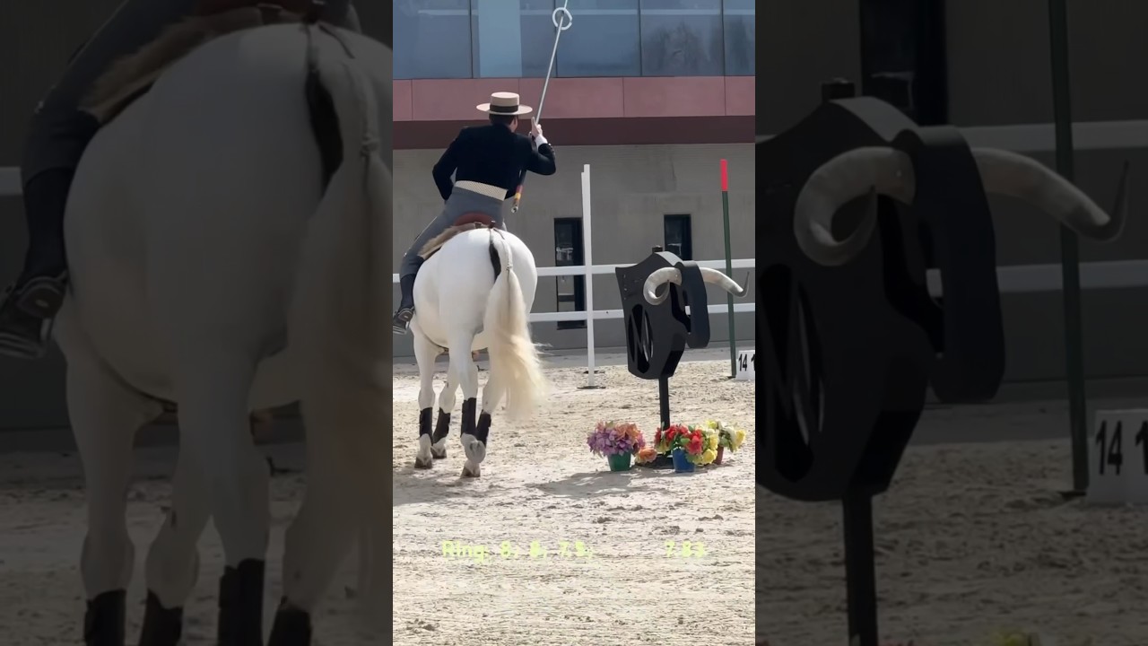 Working Equitation 🇵🇹lusitano Luar&Gilberto Filipe 2024 Segovia #equestrian #horselover #equity