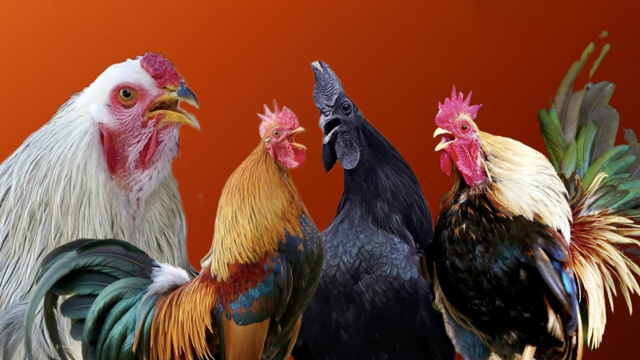 Suara Ayam Jago Berkokok | Lagu Ayam Berkokok Panjang | Ayam Bernyanyi Ayam Kukuruyuk