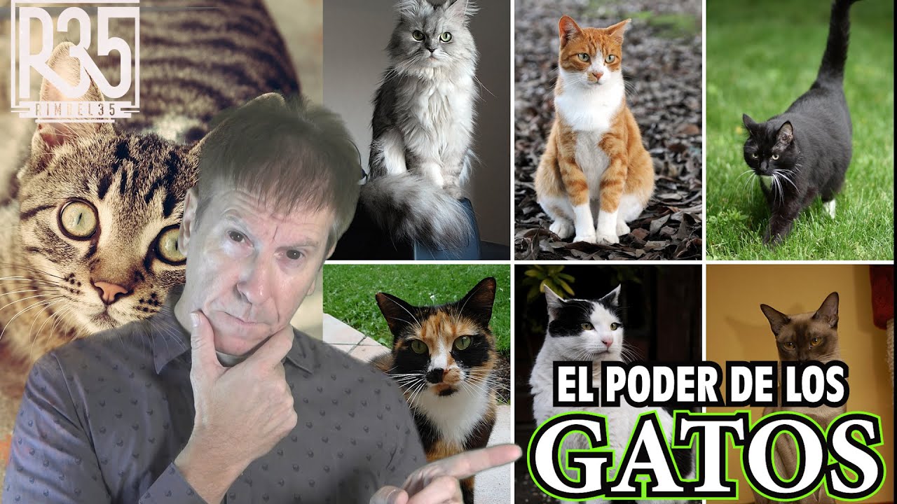 EL PODER DE LOS GATOS: SEGÚN SU COLOR Y RAZA