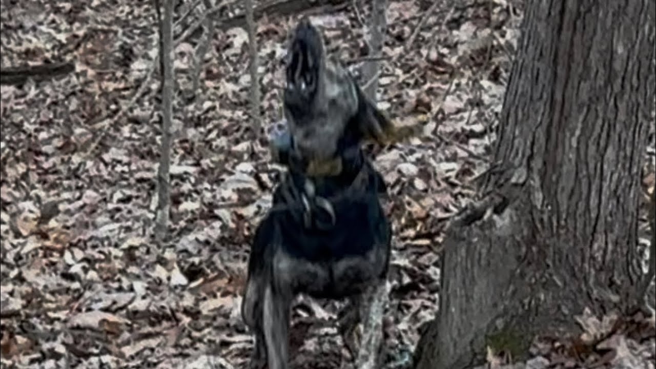 Is timbering a squirrel a natural trait?